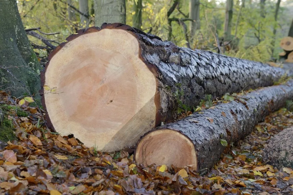 Reliable residential landscaping in Katy, TX by Adam's Trees Designs and Services