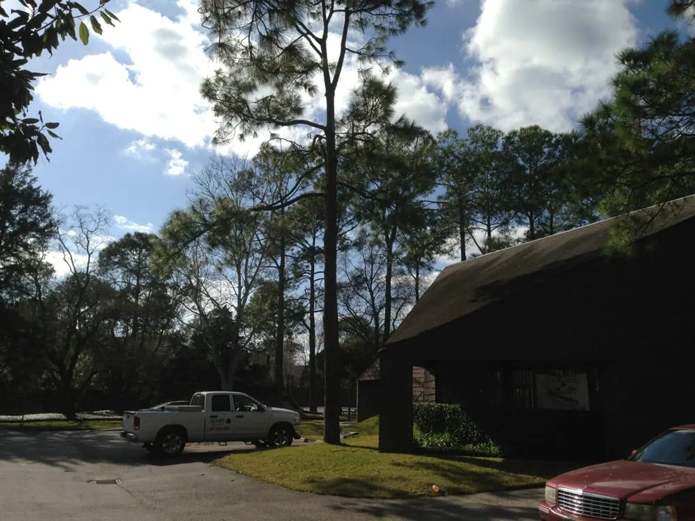 Trusted yard maintenance in Katy, TX by Adam's Trees Designs and Services