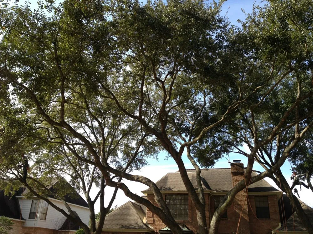 Local yard maintenance for beautiful yards in Katy, TX by Adam's Trees Designs and Services