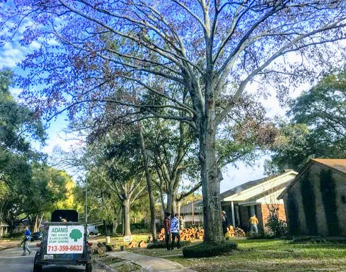 Local yard cleanup service for homes in Katy, TX by Adam's Trees Designs and Services