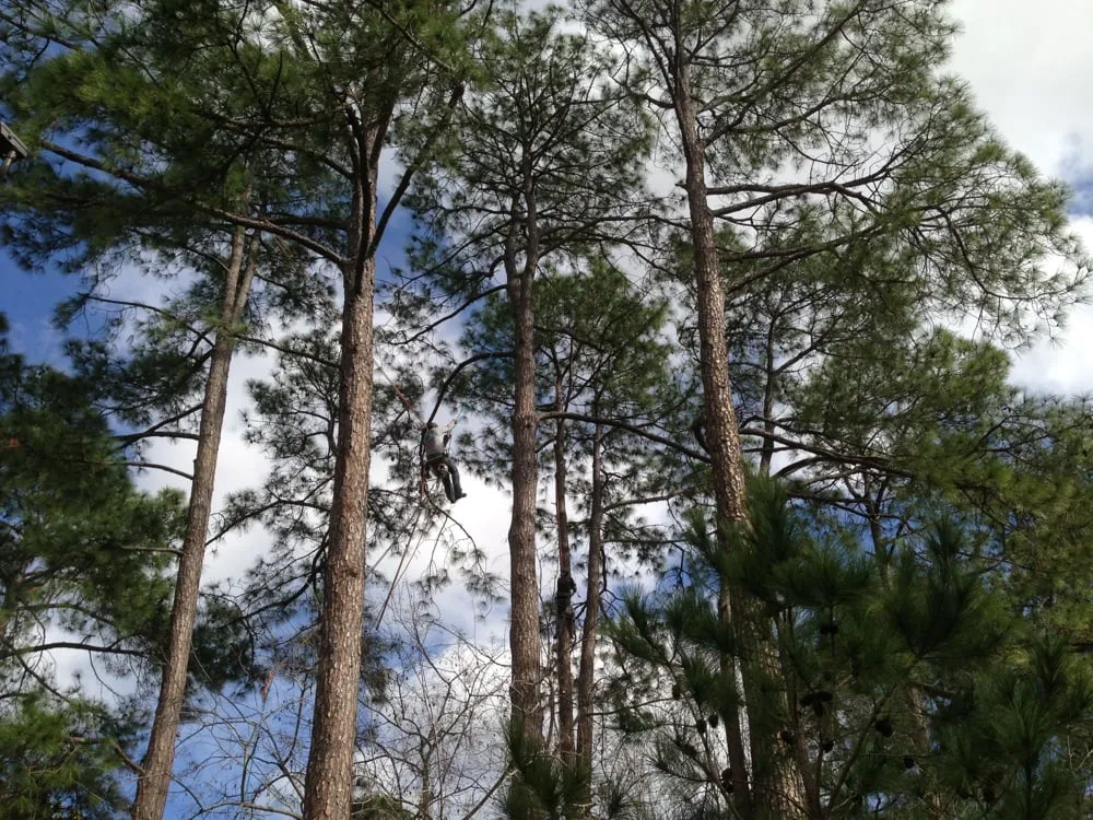 Trusted outdoor landscaping for year-round maintenance across Katy, TX - Adam's Trees Designs and Services