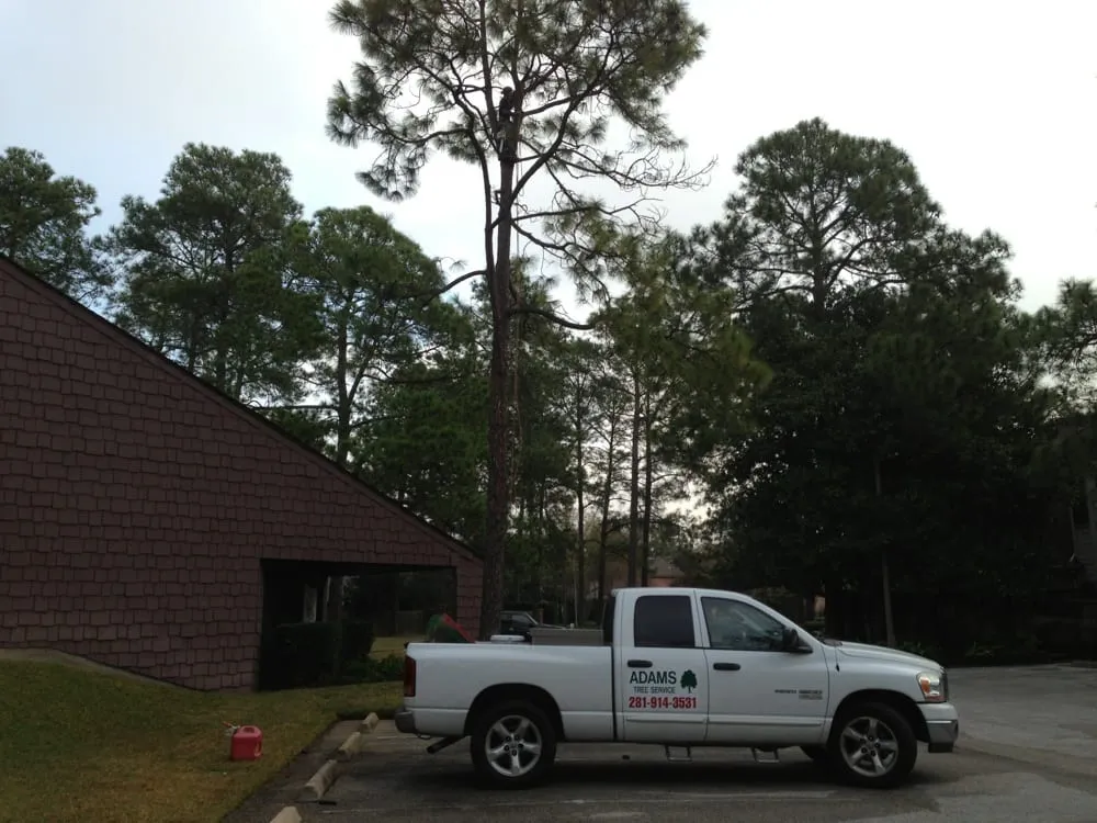 Local outdoor landscaping for outdoor upgrades across Katy, TX - Adam's Trees Designs and Services