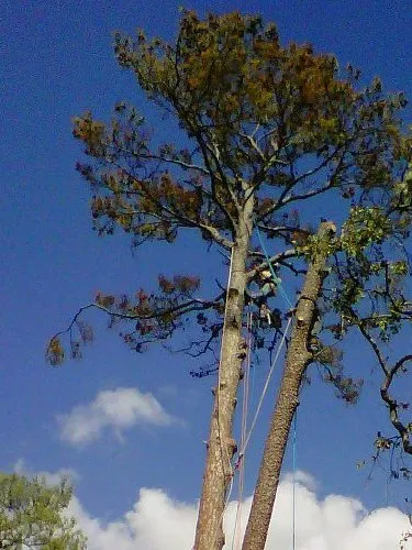 Expert outdoor landscaping for year-round maintenance across Katy, TX - Adam's Trees Designs and Services