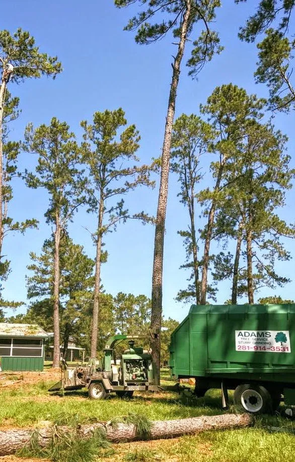 Affordable yard maintenance in Katy, TX by Adam's Trees Designs and Services