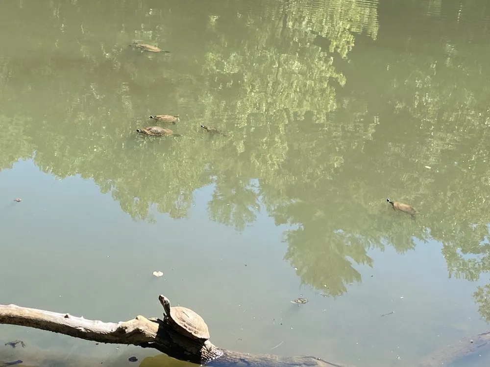 Expert landscaping services for homes across Lenoir, NC - Adams60yz