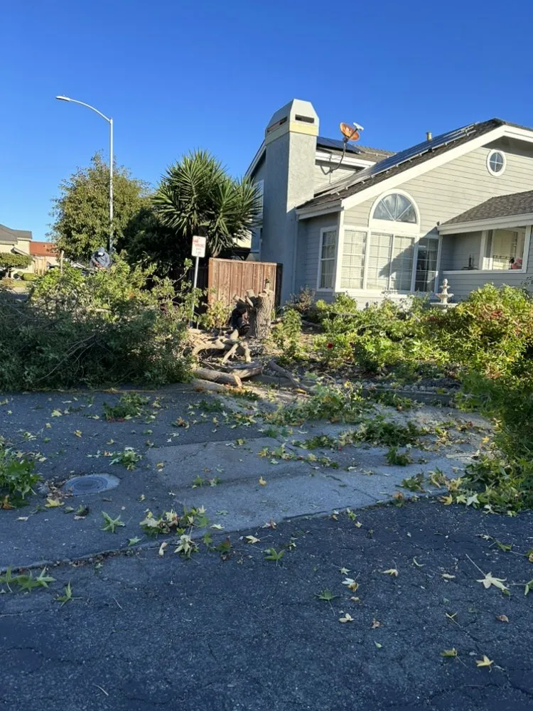 Affordable landscaping services experts serving Fairfield, CA - Adan Concrete Landscaping & Maintenance