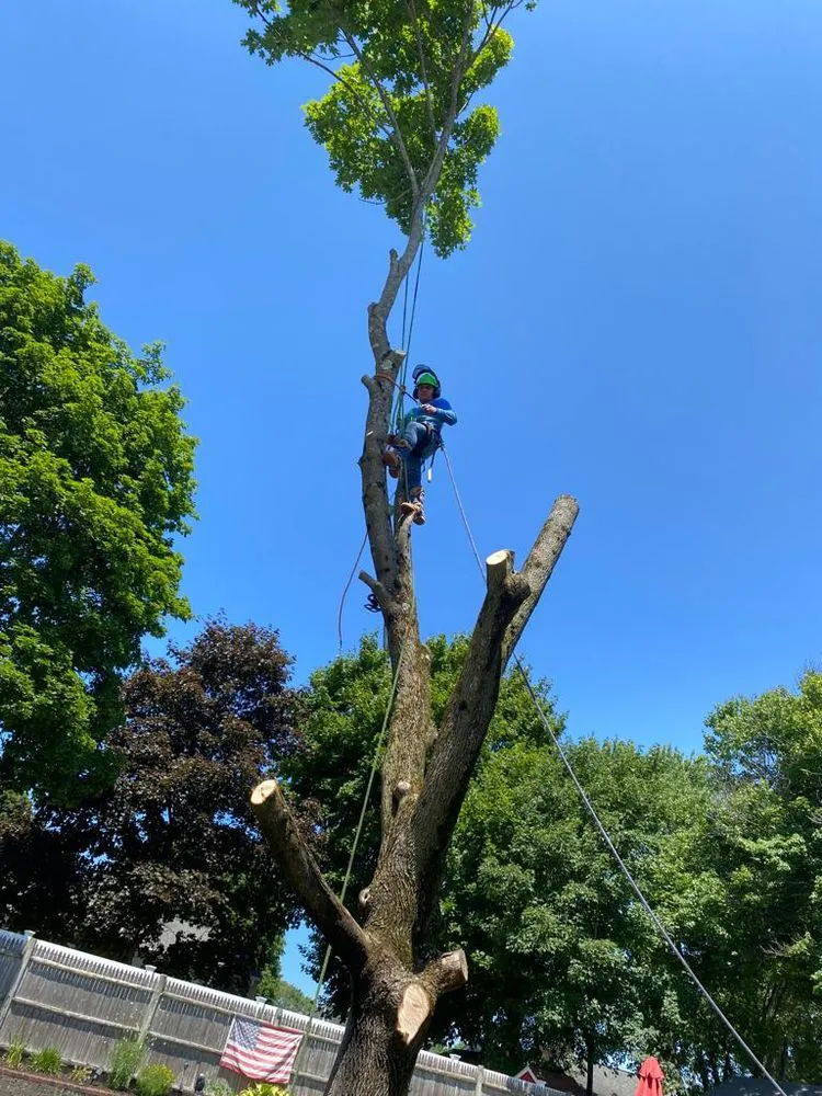 Trusted yard cleanup service for residential properties in Boston, MA by Adan Tree Services