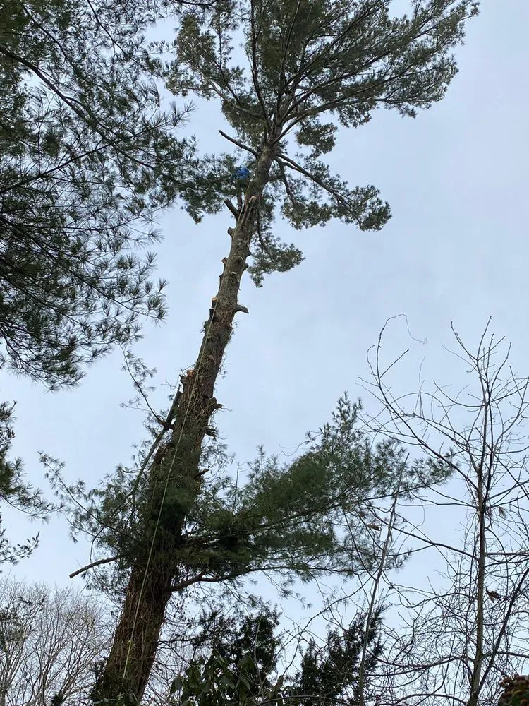 Affordable yard maintenance in Boston, MA by Adan Tree Services