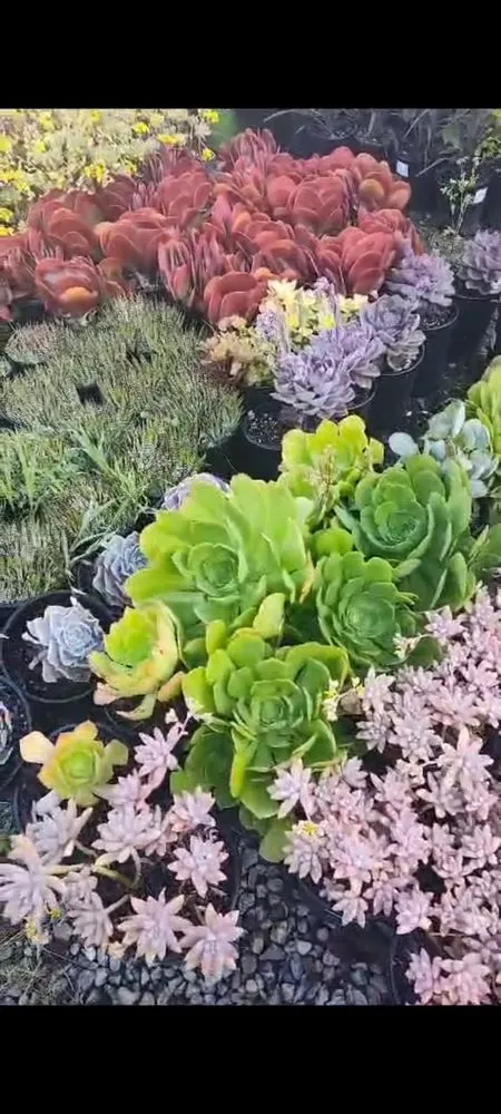 Expert lawn care service in Los Angeles, CA by Adan's Gardening Services