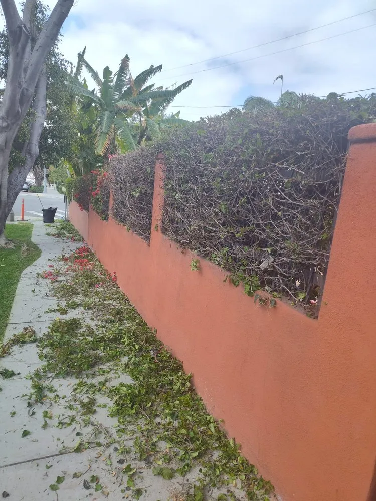 Professional yard maintenance experts serving Los Angeles, CA - Adan's Gardening Services