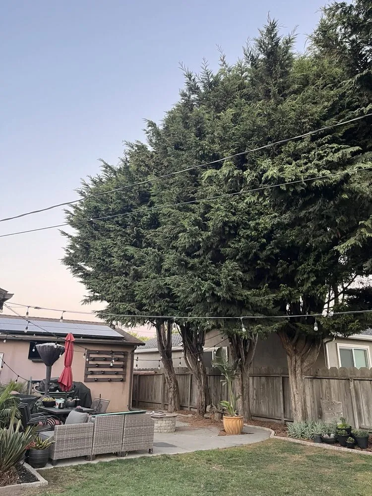 Custom yard cleanup service in Salinas, CA - Adan’s Landscape Maintenance