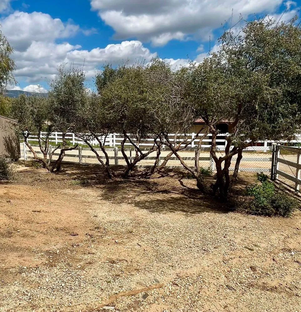 Trusted yard maintenance for beautiful yards across Santa Clarita, CA - Adan’s Landscaping Services