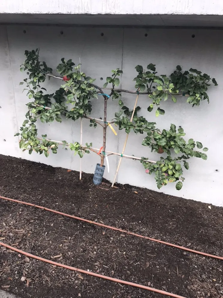 Affordable landscape installation in Snohomish, WA - Adan’s Professional Landscaping And Farming Service