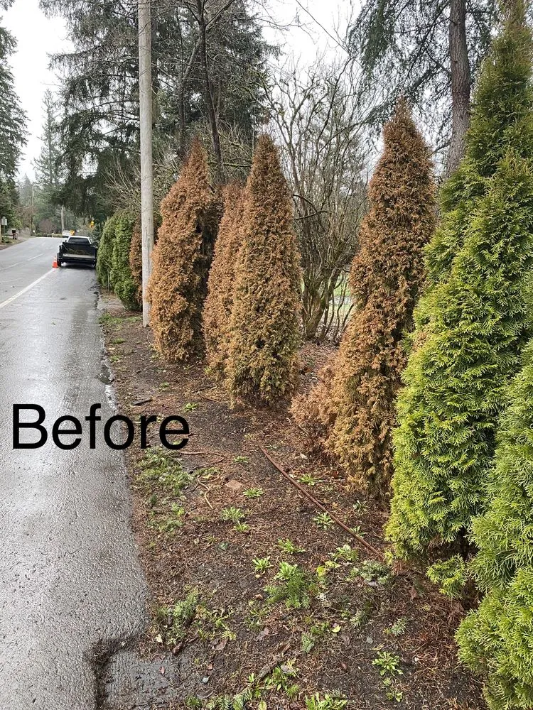 Top-rated yard cleanup service in Snohomish, WA - Adan’s Professional Landscaping And Farming Service