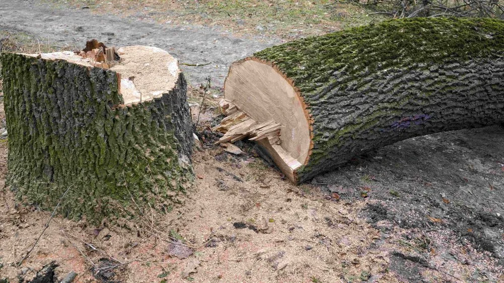 Local landscape installation in Carrollton, TX - Adans Tree & Landscape