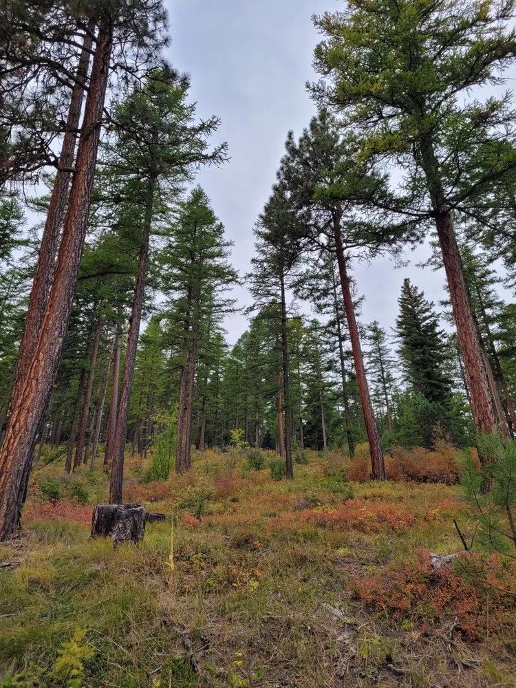 Expert lawn care service in Florence, MT - Adaptive Firescapes