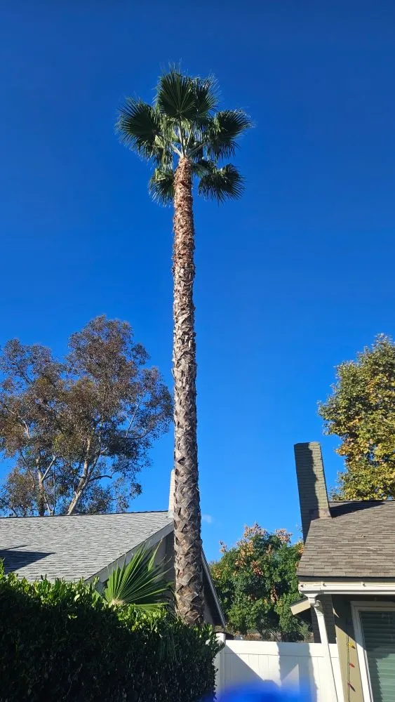 Expert yard maintenance in Laguna Niguel, CA - Adara Landscape