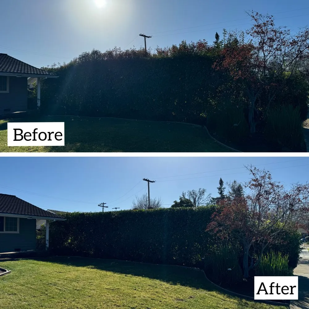 Professional landscape installation in Sunnyvale, CA - Adara Landscapes