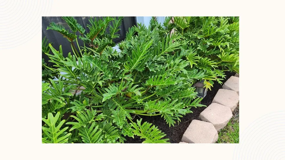 Trusted landscape design in Greenacres, FL - AD&B Lawncare