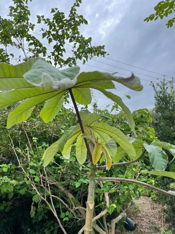 Top-rated residential landscaping in Daytona Beach, FL by Addis Daddy's Landscaping