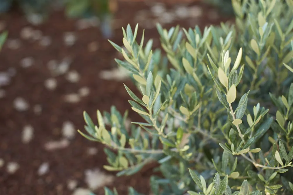 Top-rated landscape installation for residential properties in Arroyo Grande, CA by Addison Landscape & Maintenance