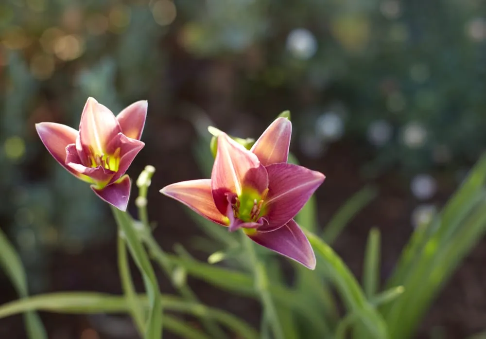 Professional yard cleanup service in Arroyo Grande, CA - Addison Landscape & Maintenance