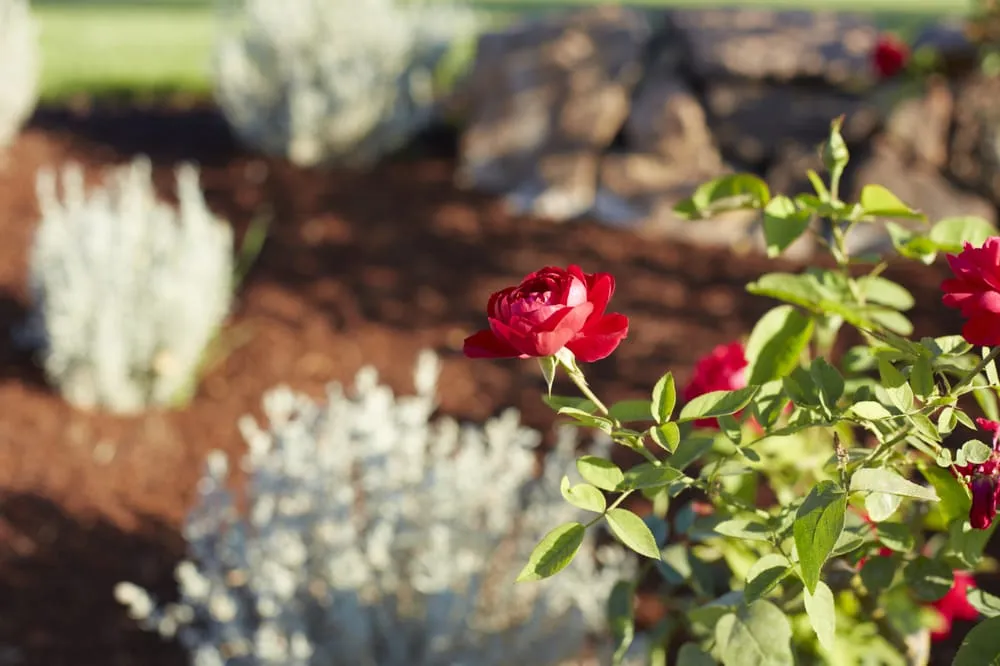 Top-rated yard cleanup service in Arroyo Grande, CA by Addison Landscape & Maintenance