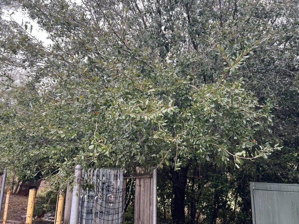 Affordable landscape design for homes in Jacksonville, FL by Addison Quality Lawn Care