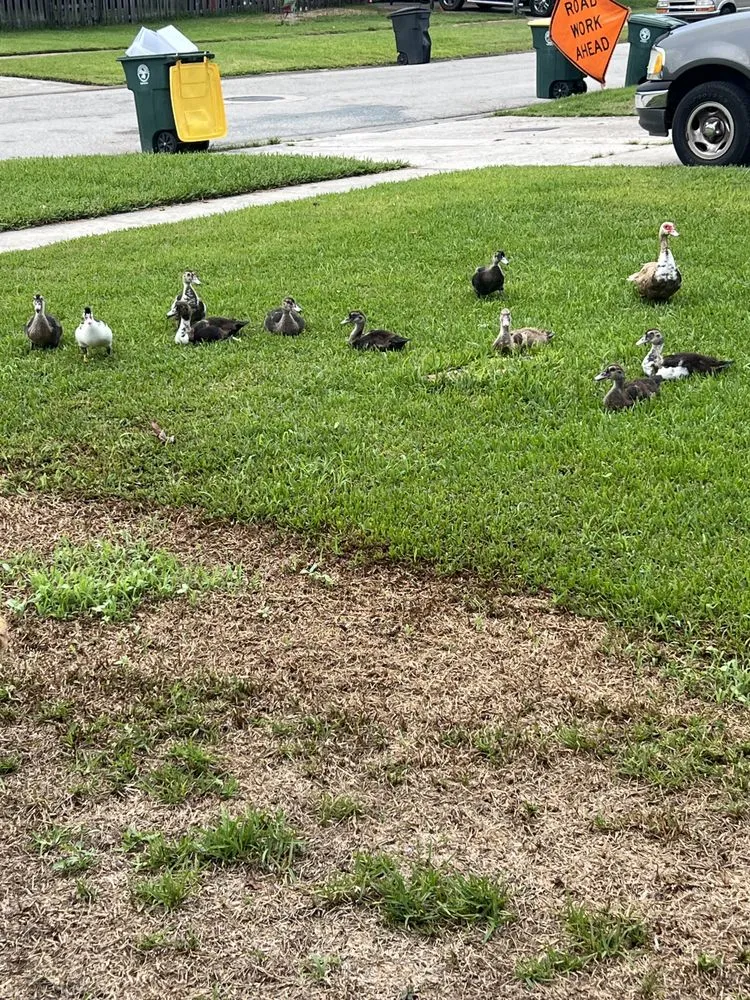 Affordable residential landscaping experts serving Jacksonville, FL - Addison Quality Lawn Care