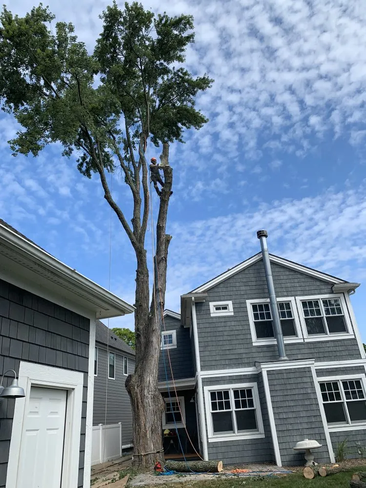 Custom yard cleanup service for outdoor upgrades across Lakeville, MI - Addison Tree & Outdoor Services