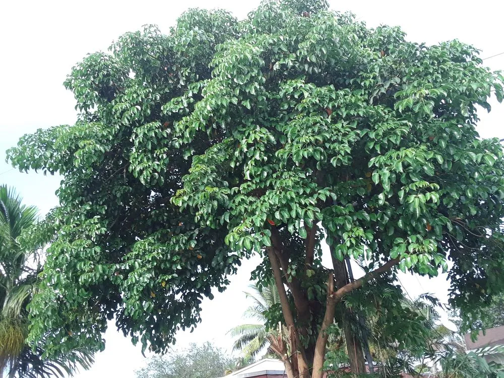 Local outdoor landscaping near you across Oakland Park, FL - Adescat Landscaping & Lawn Care