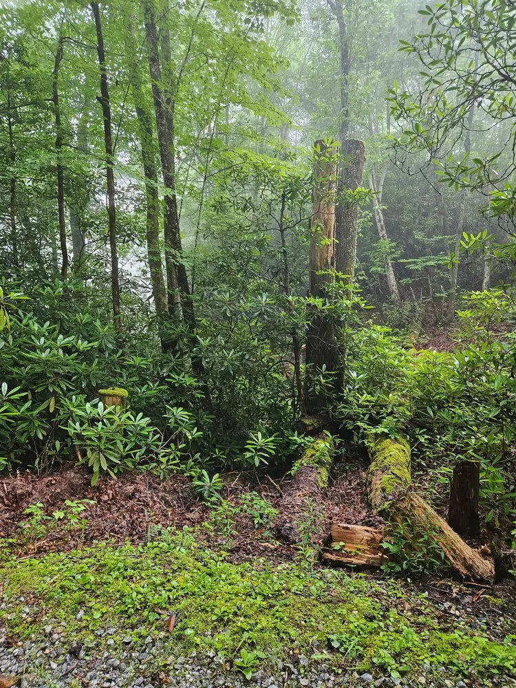 Local landscape design for beautiful yards across Topton, NC - ADEX Land Solutions