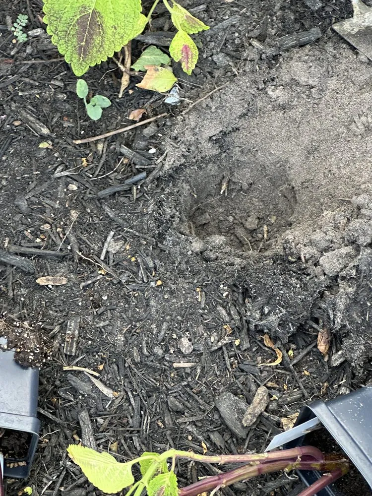 Trusted lawn care service for beautiful yards in Houston, TX by A.D.I Landscaping & Tree Service