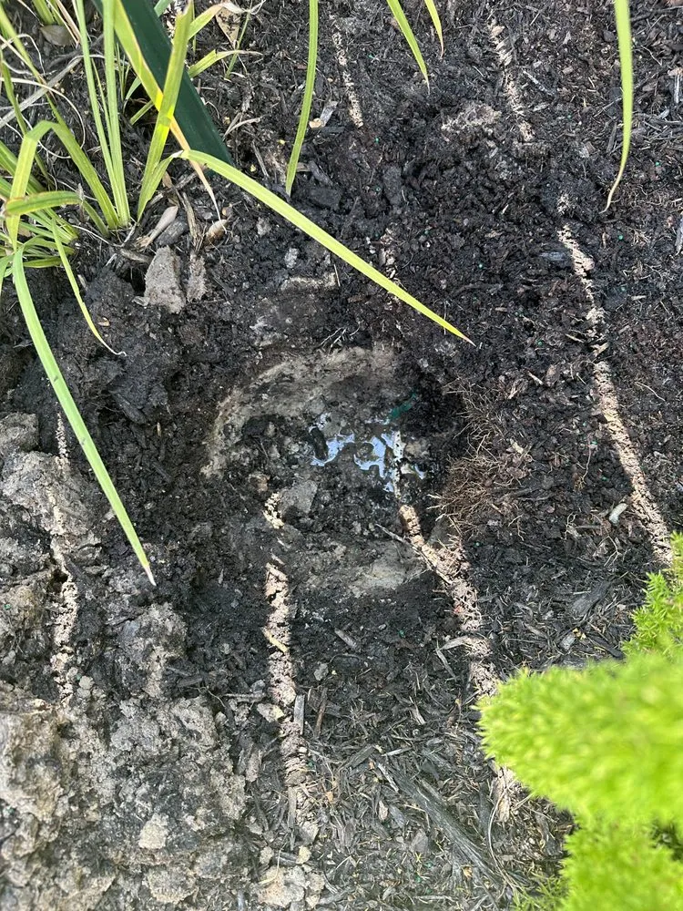 Top-rated lawn care service in Houston, TX by A.D.I Landscaping & Tree Service