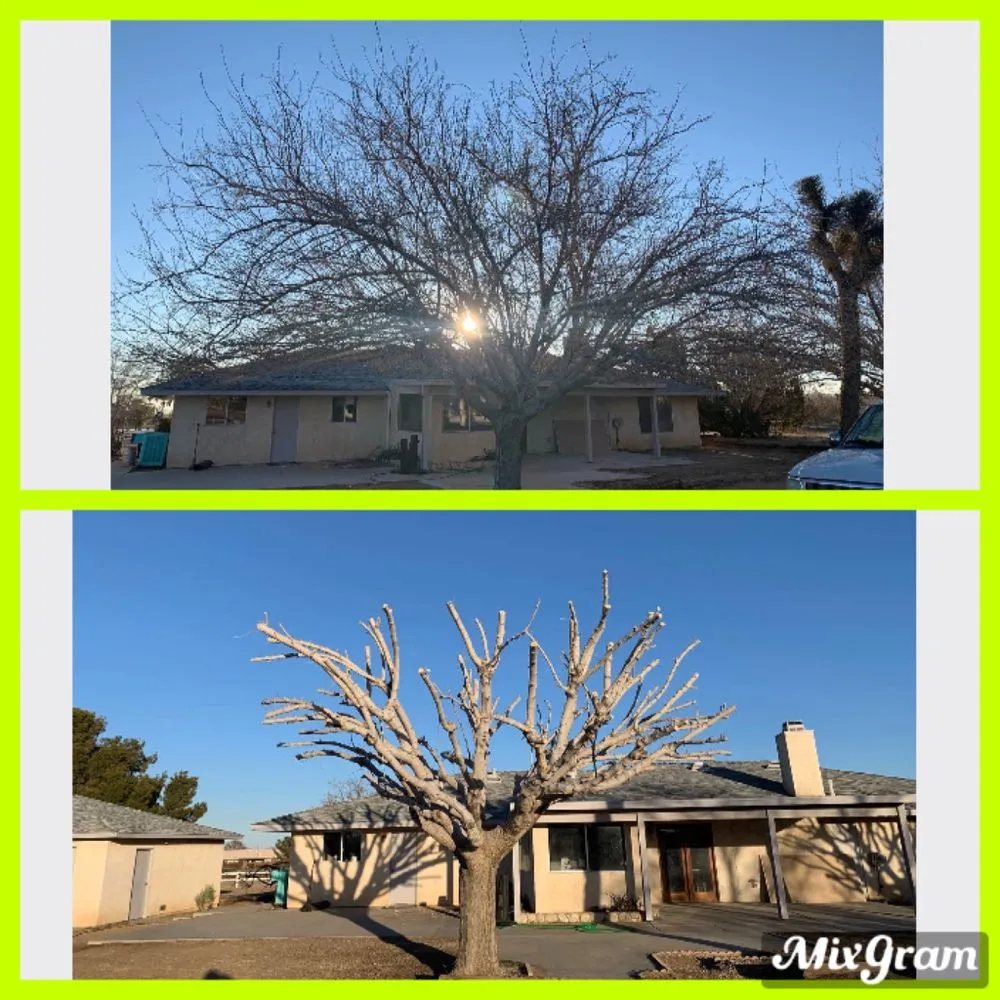 Reliable yard maintenance in Hesperia, CA - ADI Landscaping