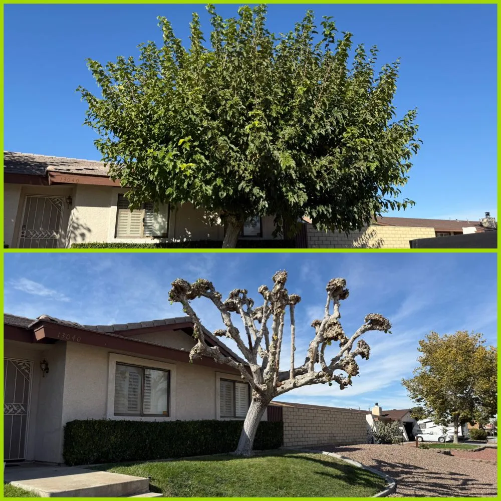 Reliable landscape design for year-round maintenance in Hesperia, CA by ADI Landscaping