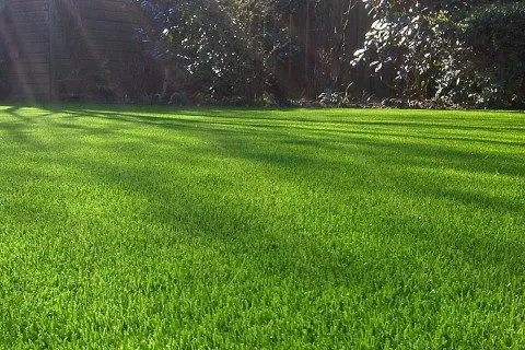 Local lawn care service experts serving New Braunfels, TX - Adios Weeds