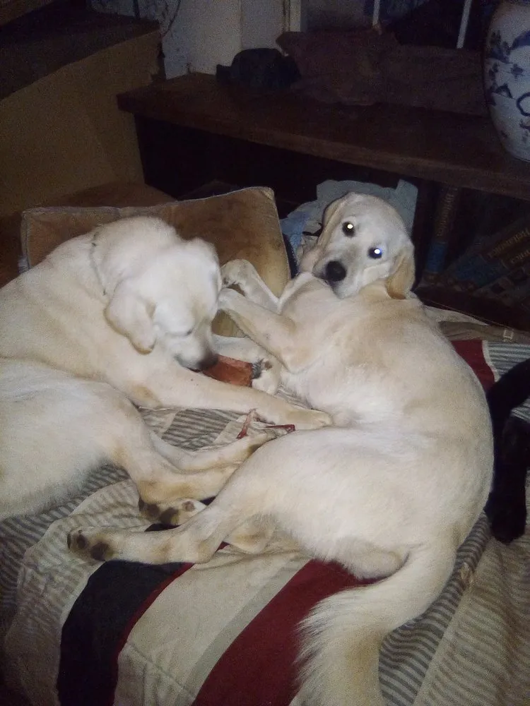 Professional residential landscaping near you in Vienna, VA by Adkins Landscapes