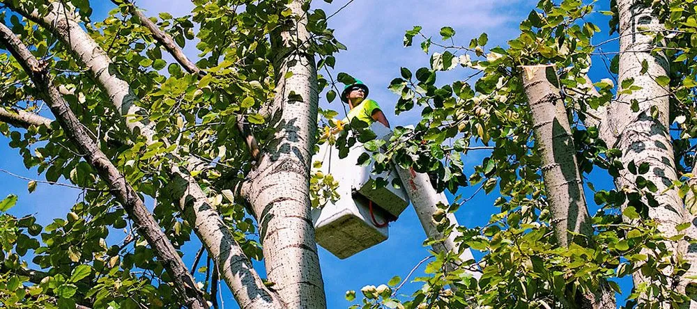 Professional outdoor landscaping with custom design in Gibsonia, PA by Adler & Sons