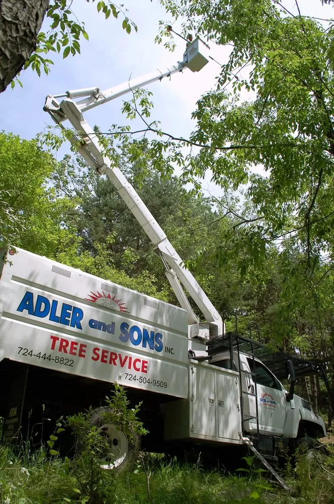 Trusted yard cleanup service in Gibsonia, PA by Adler & Sons