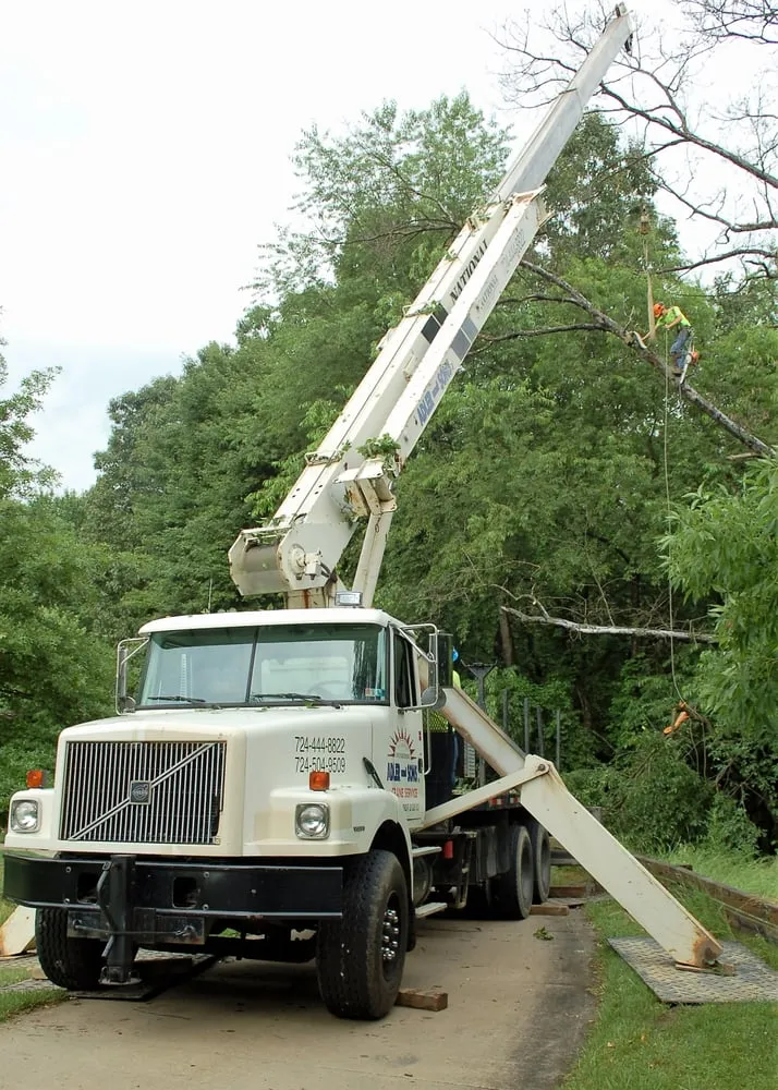 Affordable yard cleanup service near you across Gibsonia, PA - Adler & Sons