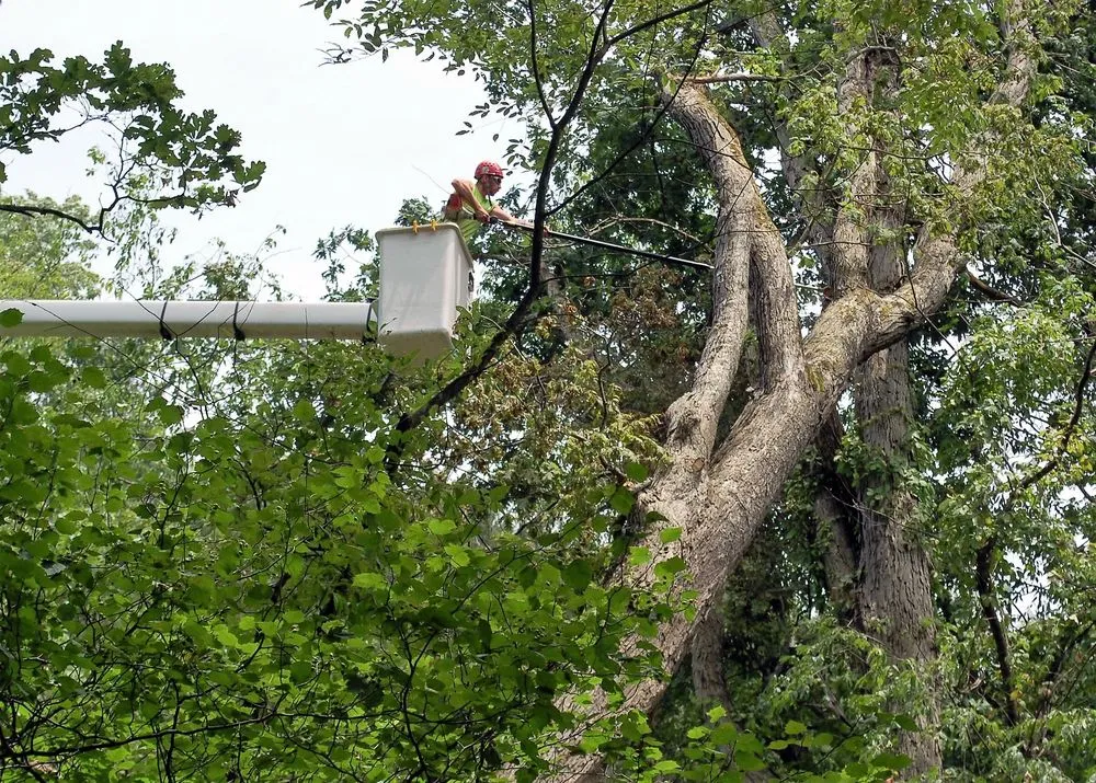 Trusted yard maintenance in Gibsonia, PA - Adler & Sons