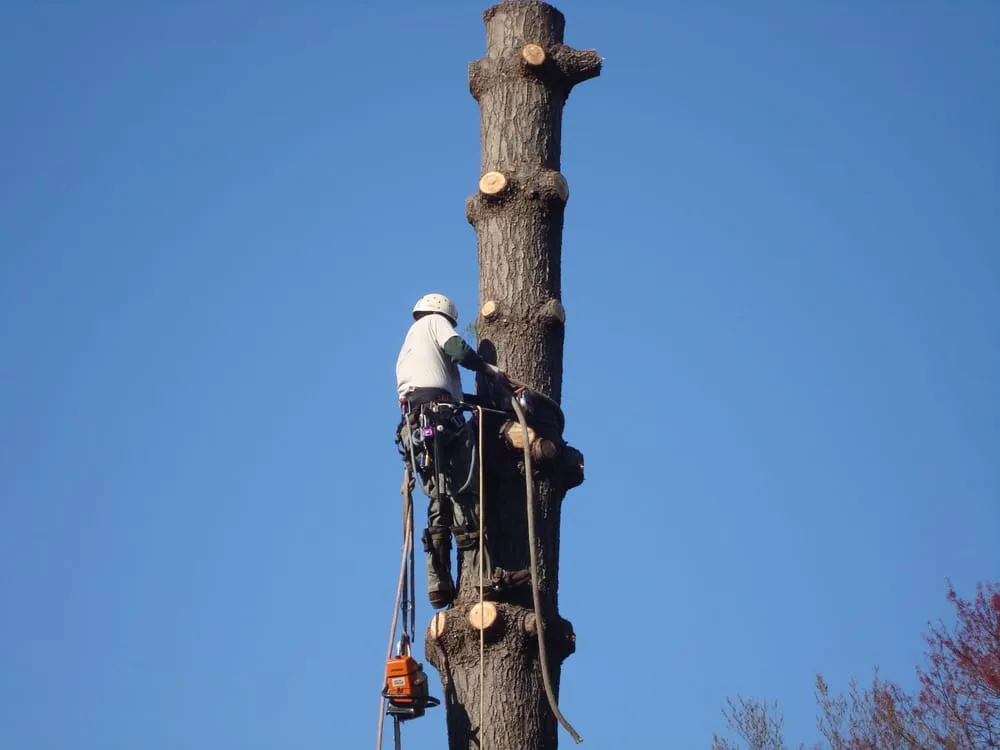 Professional garden landscaping in Sterling, VA by ADM Tree Services & Landscaping