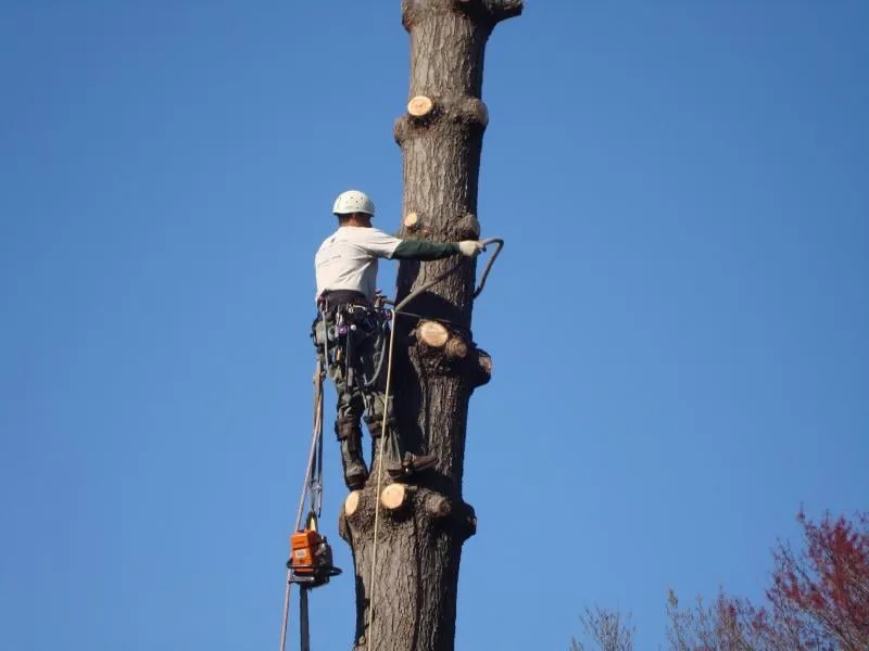 Affordable landscape installation in Sterling, VA - ADM Tree Services & Landscaping