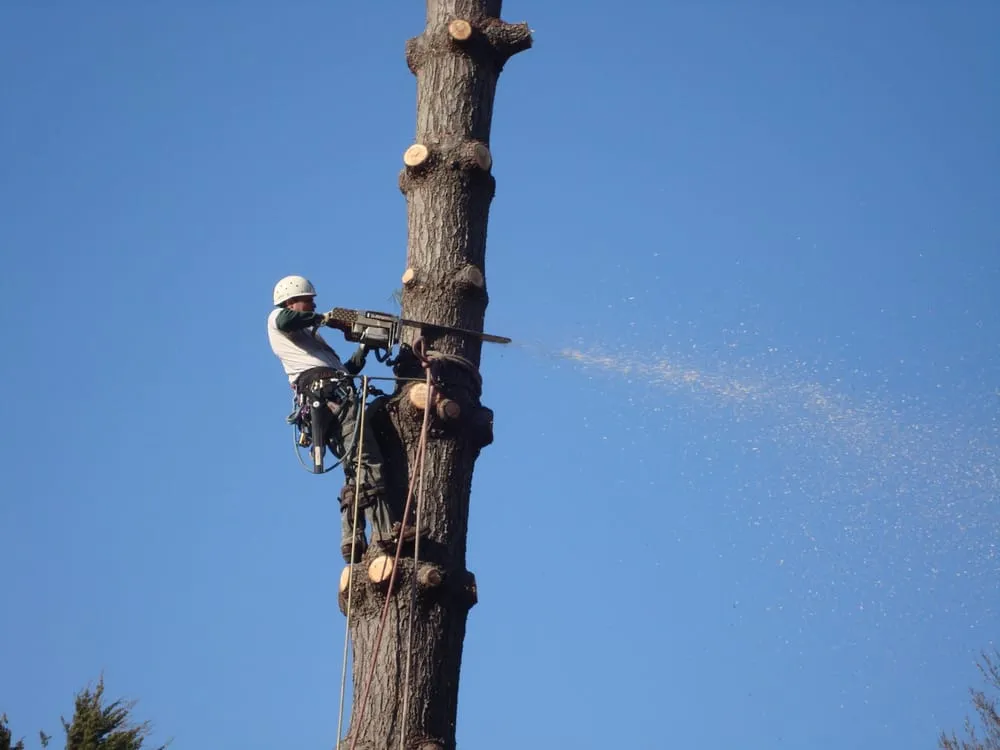 Custom lawn mowing service with custom design across Sterling, VA - ADM Tree Services & Landscaping