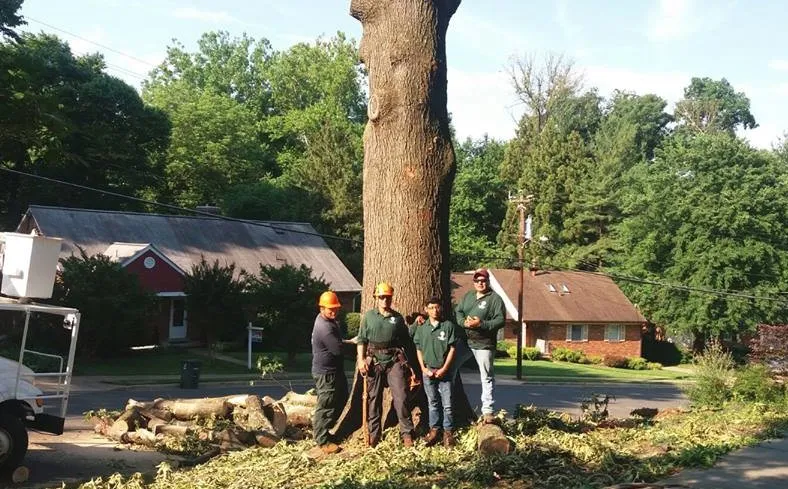 Affordable residential landscaping for homes across Sterling, VA - ADM Tree Services