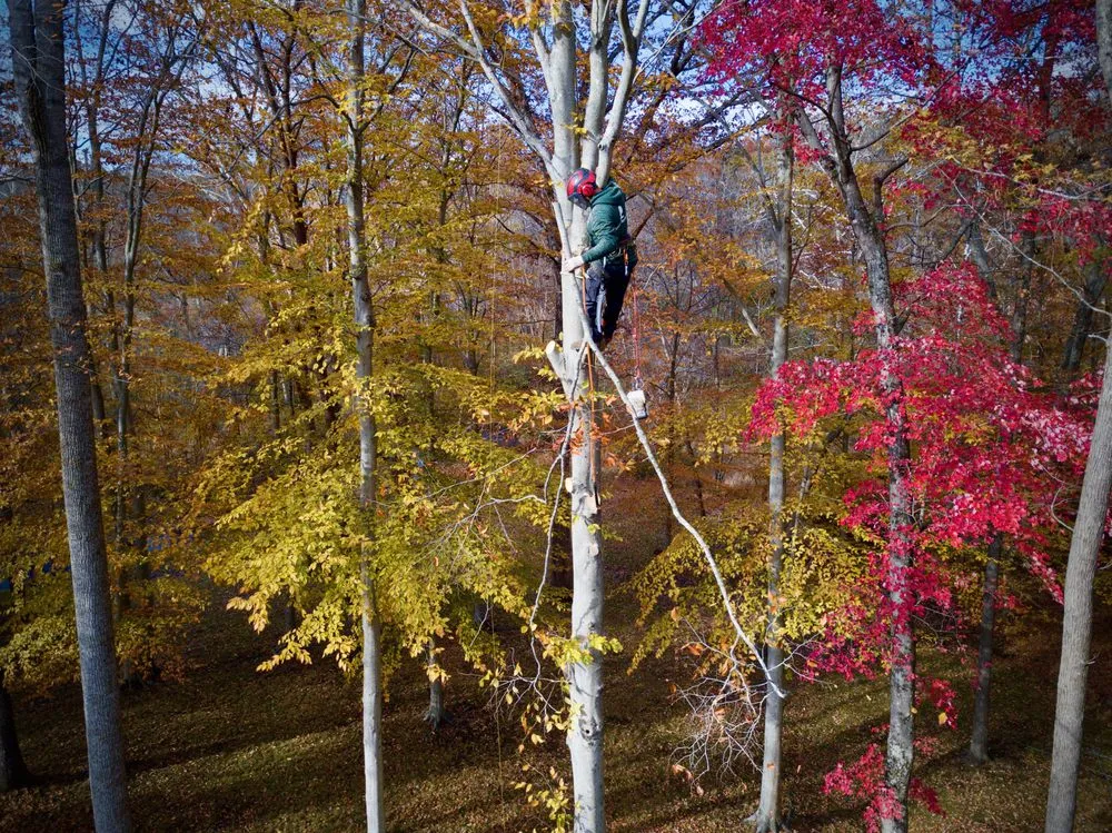Affordable yard maintenance for outdoor upgrades across Sterling, VA - ADM Tree Services