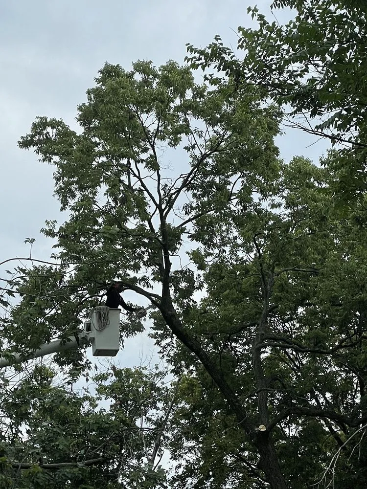 Reliable landscaping services experts serving Sterling, VA - ADM Tree Services