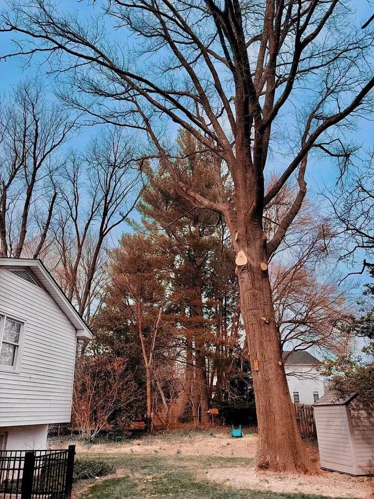 Local outdoor landscaping for year-round maintenance in Sterling, VA by ADM Tree Services