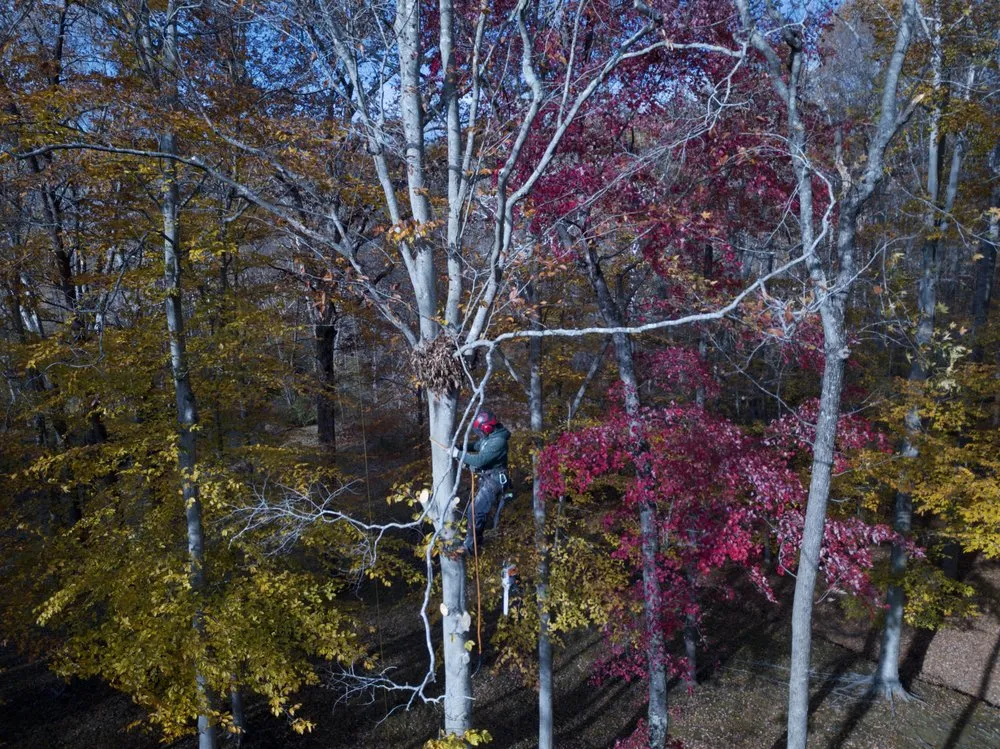 Top-rated garden landscaping in Sterling, VA by ADM Tree Services